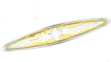 Freshwater diatom, probably Frustulia sp. Collected from the pond. Live cell. Selective focus