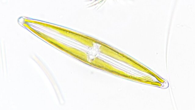 Freshwater diatom, probably Frustulia sp. Collected from the pond. Live cell. Selective focus