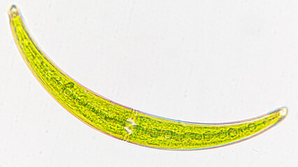 Freshwater microalgae genus Closterium. The species probably C. nematodes. Live cell. Selective...