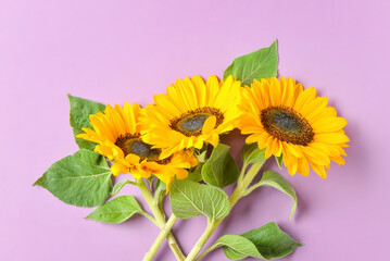 Beautiful sunflowers on purple background