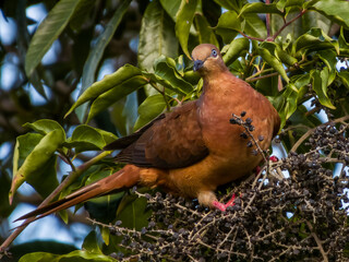 Brown Cuckoo-Dove in Queensland Australia