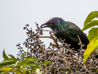 Metallic Starling in Queensland Australia