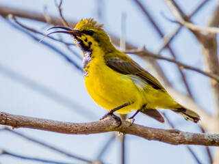 Olive-backed Sunbird in Queensland Australia