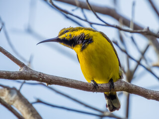 Olive-backed Sunbird in Queensland Australia