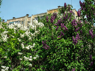 Fototapeta premium White and purple lilac flowers on trees in the early spring morning