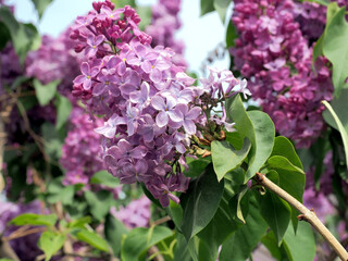 Obraz premium bright lilac flowers on the branches illuminated by the morning sun