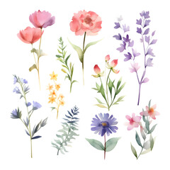 Watercolor flowers set. Hand painted floral illustration isolated on white background