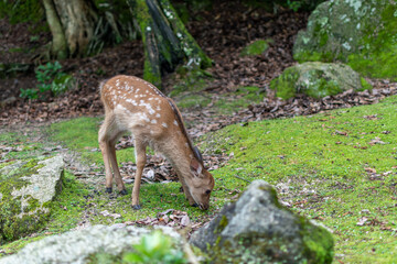 Deer on the island of Miyajima, wandering among the tourists without being afraid of people