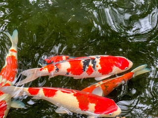 池で泳ぐ鯉