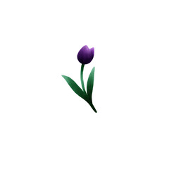 bouquet of purple tulips
