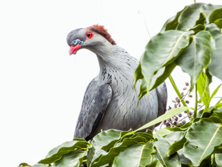 Fototapeta premium Topknot Pigeon in Queensland Australia