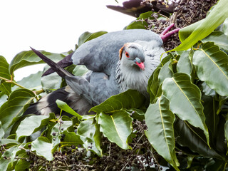 Topknot Pigeon in Queensland Australia