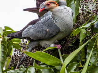 Topknot Pigeon in Queensland Australia