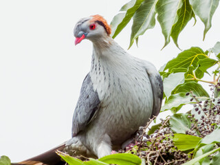 Topknot Pigeon in Queensland Australia