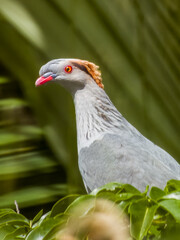 Topknot Pigeon in Queensland Australia