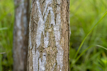 Tree lines in the park