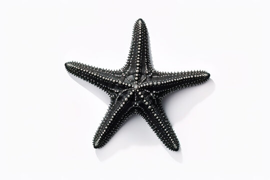 photo starfish isolated