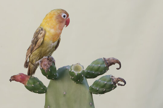 A lovebird chases away a scorpion that enters its territory in a wild cactus tree. This bird which is used as a symbol of true love has the scientific name Agapornis fischeri.