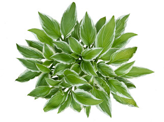 Outdoor green plant isolated on transparent background. Top view of the plant. PNG image.