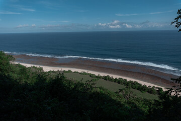 Low tide, view from afar. Beach, rainforest and ocean
