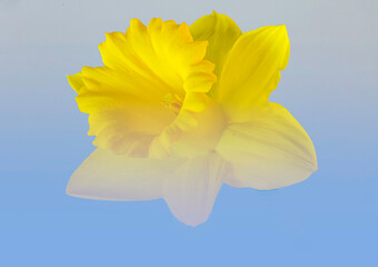 A single Daffodil in blue sky