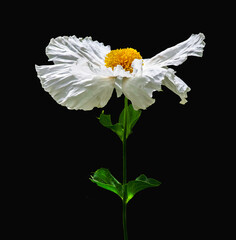 A wind blown California Tree Poppy