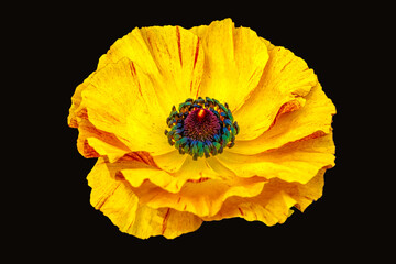 A bright yellow Ranunculus flower photographed from an oblique angle