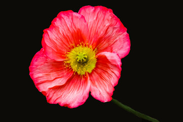 A red-pink Iceland Poppy photographed from above