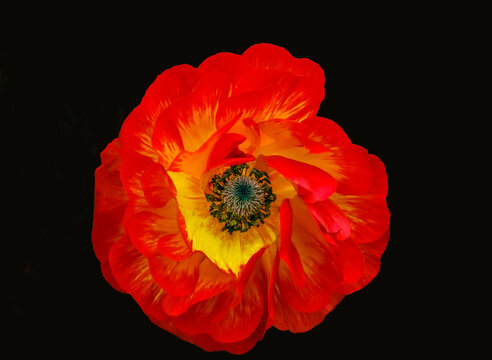 A brilliantly red Ranunculus flower photographed from above