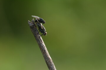 mating flies perch on dry twigs
