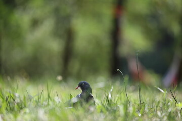common wood pigeon hidden in a meadow