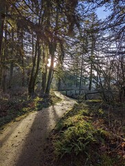 Sunlit Hiking Trail Path on the Columbia River Gorge in Autumn