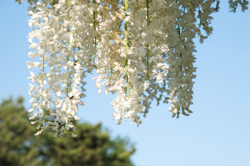 ツル性の茎に小さな花を房状に咲かせる白い藤の花