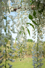 ツル性の茎に小さな花を房状に咲かせる白い藤の花