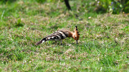 The Hoopoe's Quest for Ground-Bound Insects