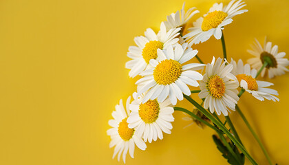 Chamomile flowers on yellow background