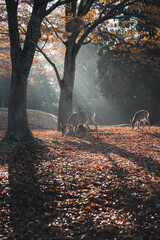 日の出秋の奈良公園の鹿