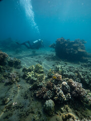 Fototapeta na wymiar Scuba diver observes turquoise depths of tropical ocean