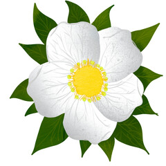 white and yellow flower