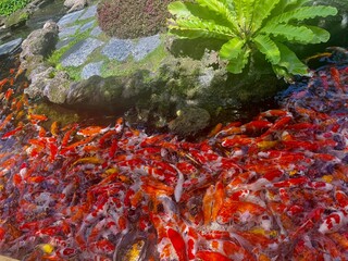 Beautiful several colors of carp in the water
