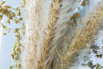 Preserved Splendor: Close-up View of Dried Ornamental Flowers