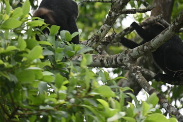 Fototapeta premium Black in monkey in wild forest