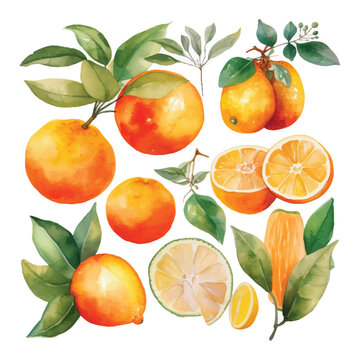 Hand drawn natural fresh watercolor oranges clipart