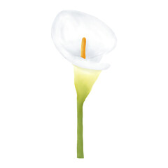 Calla lily