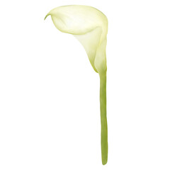 Calla lily