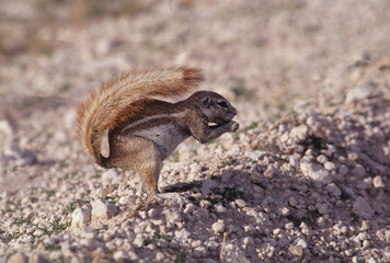 Obraz premium Cape ground squirrel