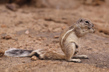 Naklejka na ściany i meble Cape ground squirrel