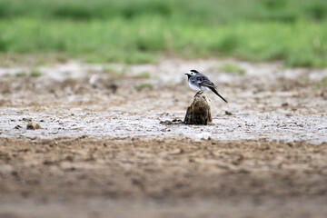 White wagtail (Motacilla alba)