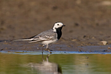 White wagtail (Motacilla alba)