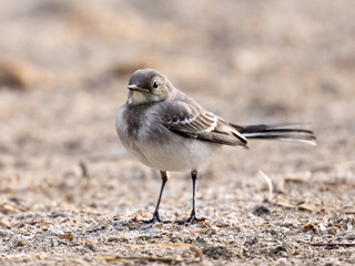 Juvenile White wagtail (Motacilla alba)